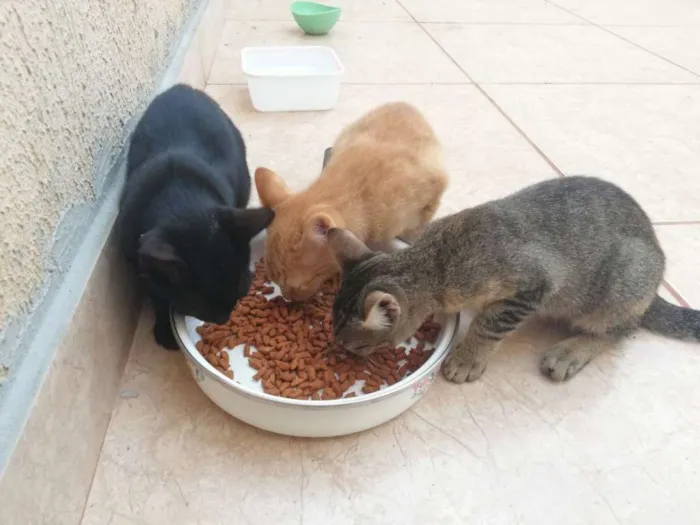 Gato ra a  idade 2 a 6 meses nome Sem Nome Ainda
