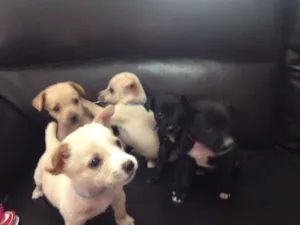 Cachorro raça SRD  idade 2 a 6 meses nome Max
