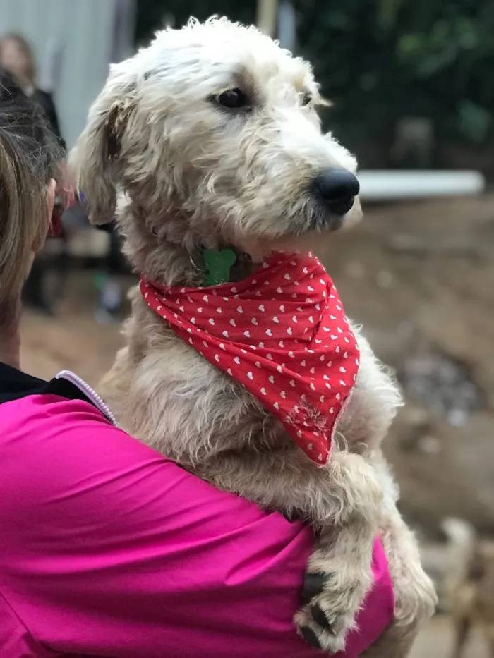 Cachorro ra a SRD idade  nome Estrela