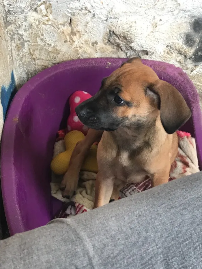Cachorro ra a SRD idade  nome Giovanna