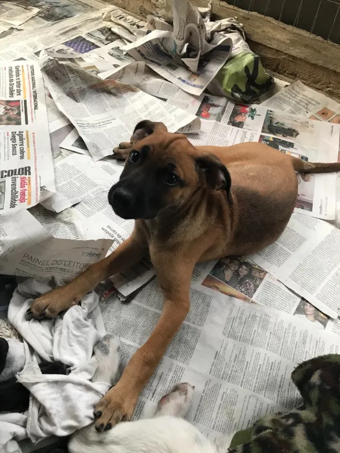 Cachorro ra a SRD idade  nome Giovanna