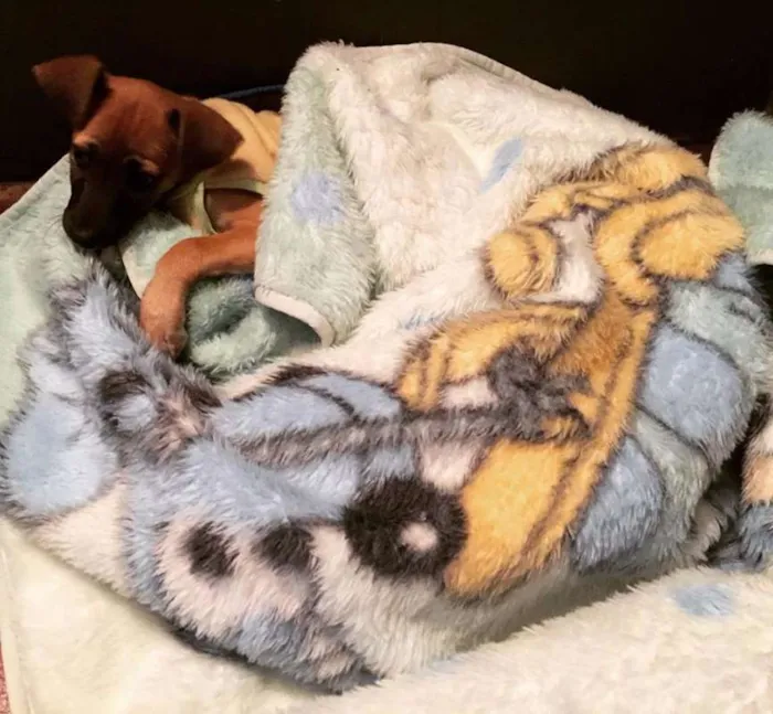 Cachorro ra a SRD idade 2 a 6 meses nome Paçoca