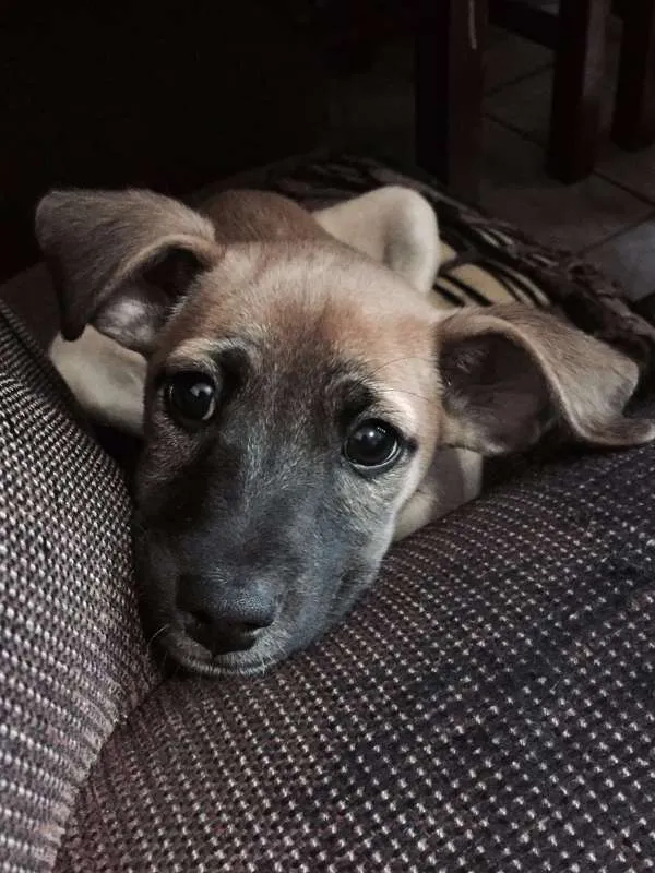 Cachorro ra a SRD idade 2 a 6 meses nome Paçoca
