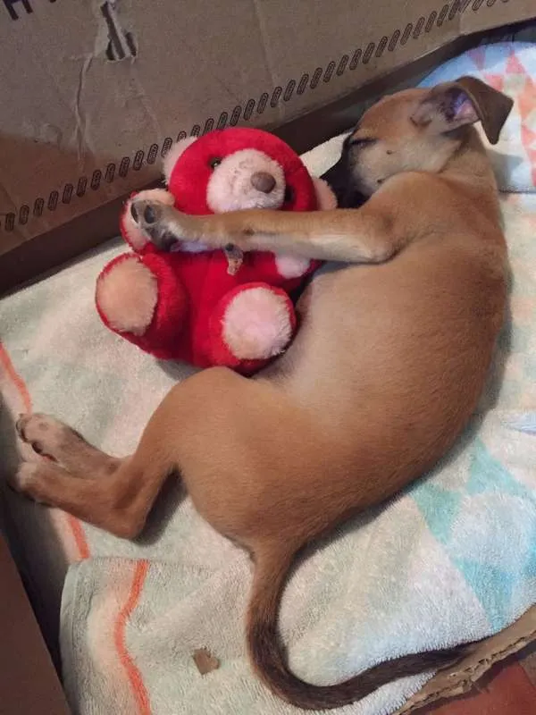 Cachorro ra a SRD idade 2 a 6 meses nome Paçoca