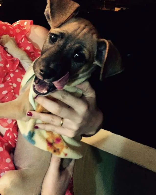 Cachorro ra a SRD idade 2 a 6 meses nome Paçoca