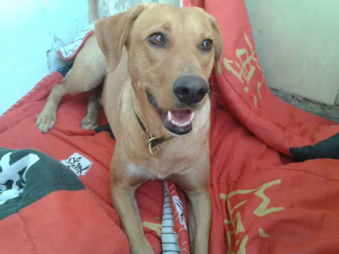 Cachorro raça Srd  idade 1 ano nome Bella