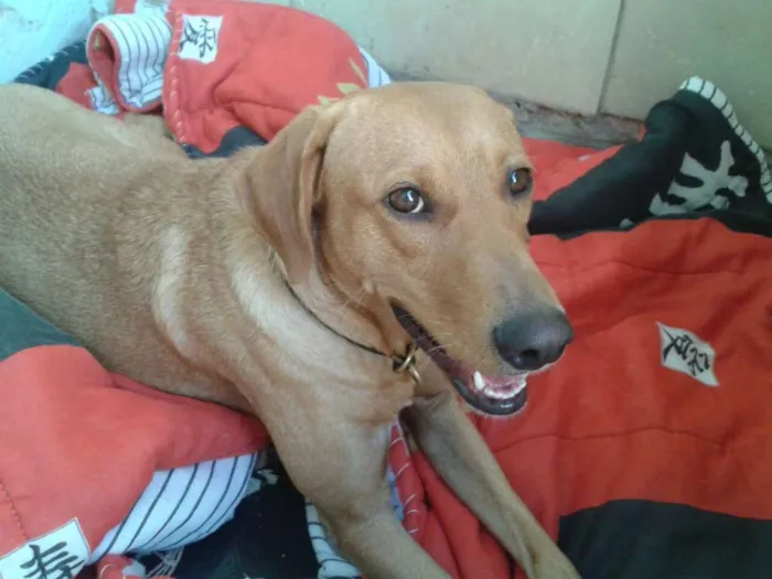 Cachorro raça Srd  idade 1 ano nome Bella