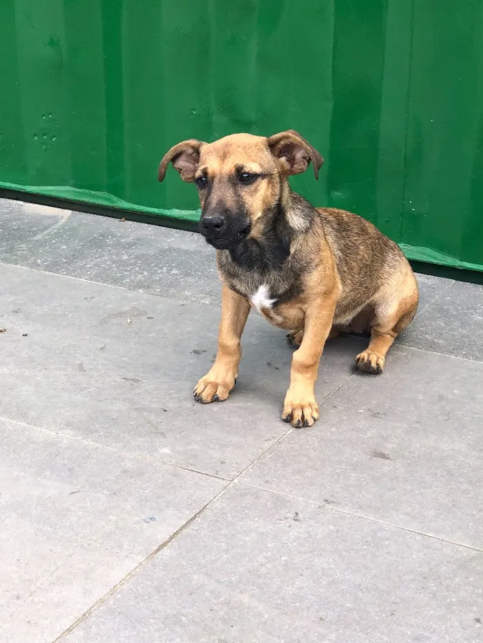 Cachorro ra a Srd idade 2 a 6 meses nome Tereza