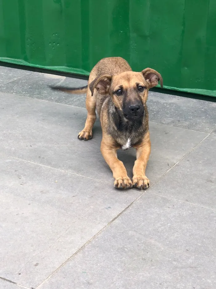 Cachorro ra a Srd idade 2 a 6 meses nome Tereza