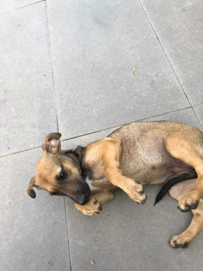 Cachorro ra a Srd idade 2 a 6 meses nome Tereza