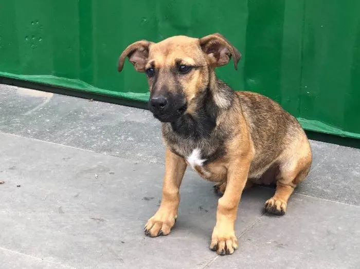 Cachorro ra a Srd idade 2 a 6 meses nome Tereza