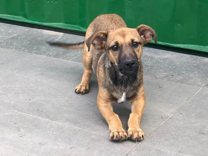 Cachorro ra a Srd idade 2 a 6 meses nome Tereza