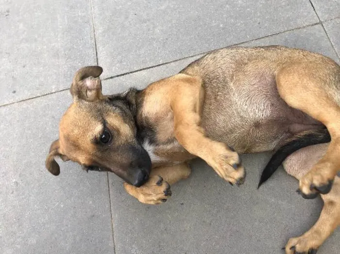 Cachorro ra a Srd idade 2 a 6 meses nome Tereza