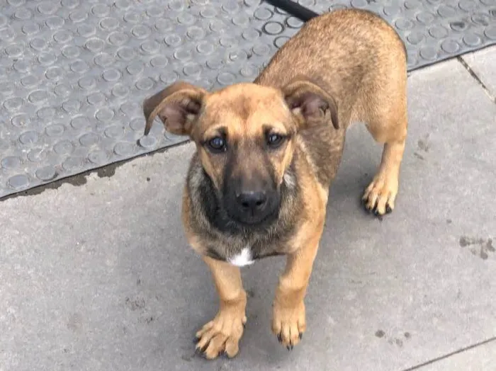 Cachorro ra a Srd idade 2 a 6 meses nome Tereza