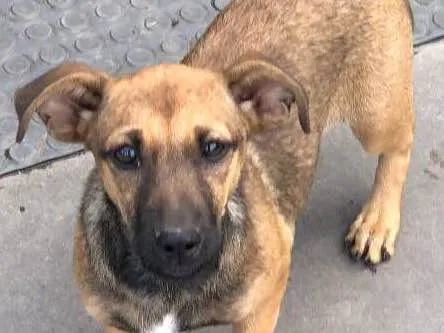 Cachorro ra a Srd idade 2 a 6 meses nome Tereza