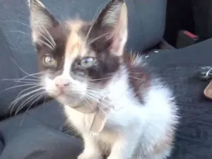 Gato raça Srd idade Abaixo de 2 meses nome Nenezinhos