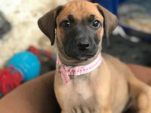 Cachorro raça SRD idade  nome Giovanna