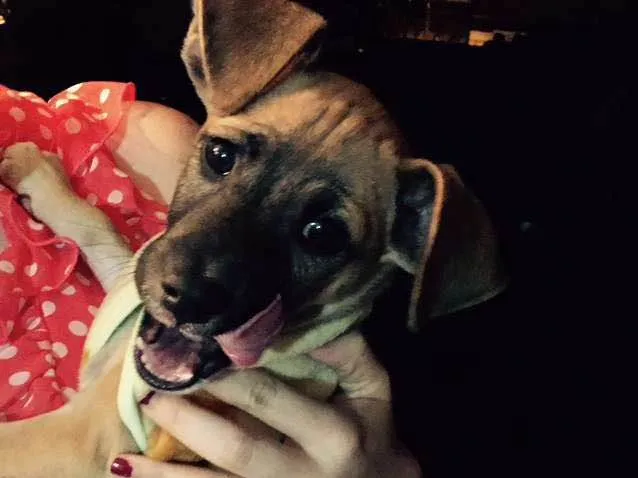 Cachorro ra a SRD idade 2 a 6 meses nome Paçoca