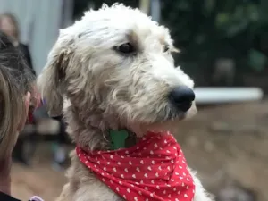 Cachorro raça SRD idade  nome Estrela