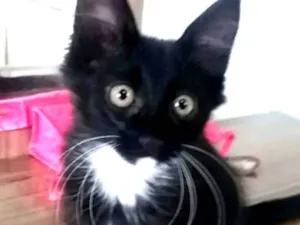 Cachorro raça Sem raça definida idade 2 a 6 meses nome Buzz