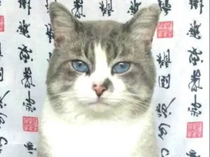 Gato raça Sem raça definida idade 2 anos nome Félix