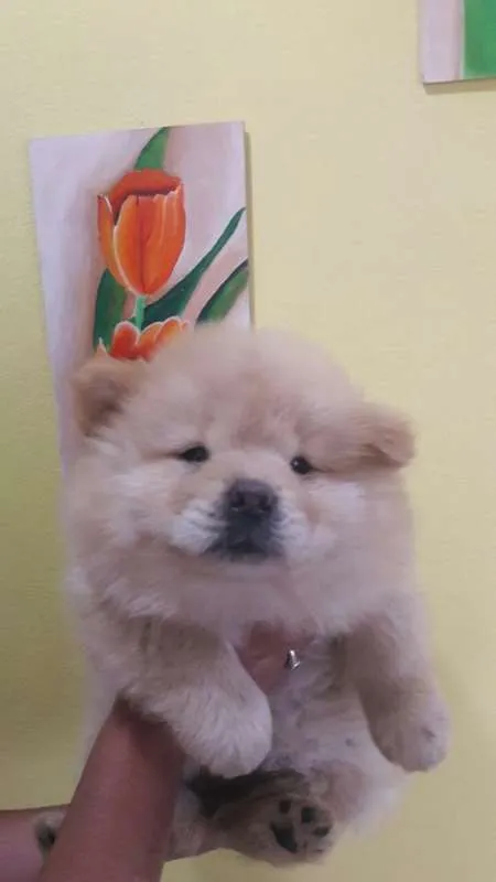 Cachorro ra a Chow Chow idade Abaixo de 2 meses nome Nino