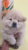 Nino