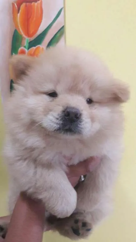 Cachorro ra a Chow Chow idade Abaixo de 2 meses nome Nino