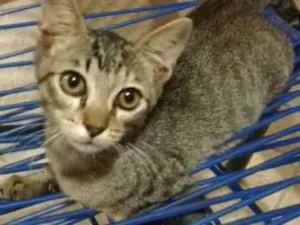 Gato raça  idade 2 a 6 meses nome Sem Nome Ainda