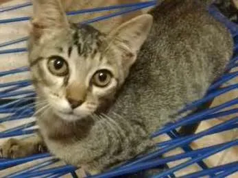 Gato ra a  idade 2 a 6 meses nome Sem Nome Ainda