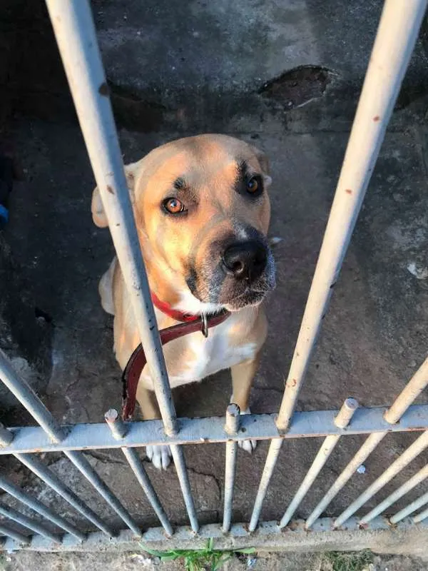 Cachorro ra a srd idade 7 a 11 meses nome Freddy, 8 meses