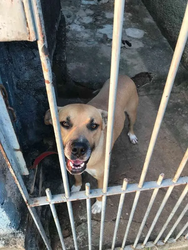 Cachorro ra a srd idade 7 a 11 meses nome Freddy, 8 meses
