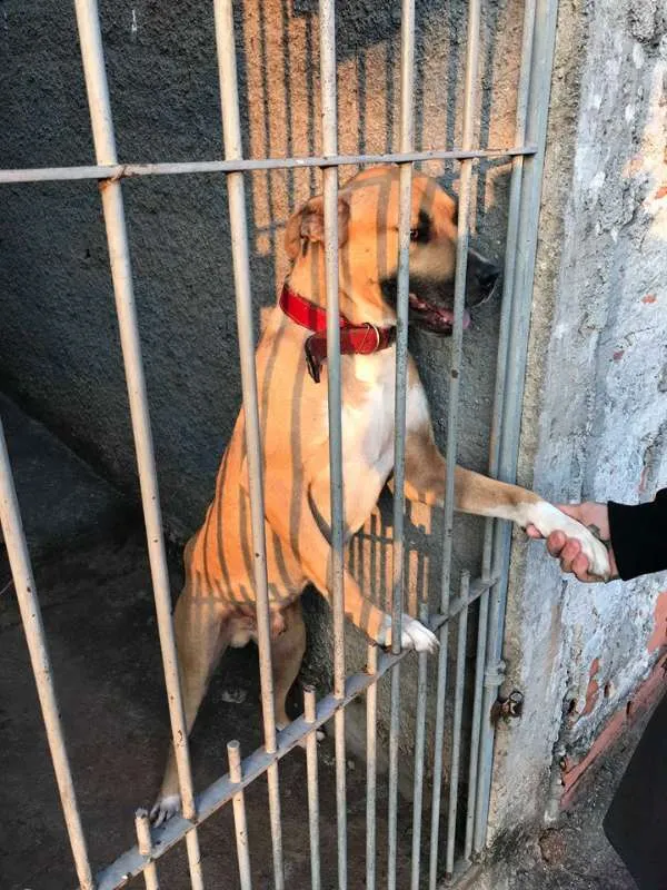 Cachorro ra a srd idade 7 a 11 meses nome Freddy, 8 meses