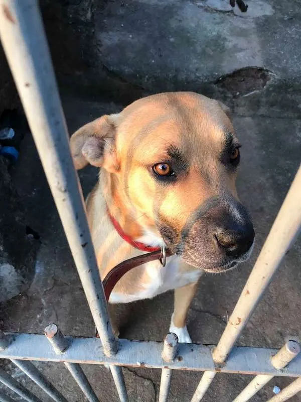 Cachorro ra a srd idade 7 a 11 meses nome Freddy, 8 meses