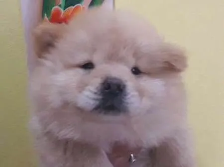 Cachorro ra a Chow Chow idade Abaixo de 2 meses nome Nino
