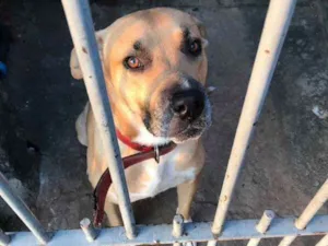 Cachorro raça srd idade 7 a 11 meses nome Freddy, 8 meses