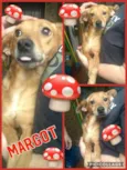 MARGOT