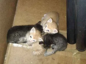 Gato raça  idade 2 a 6 meses nome Sem nomes