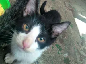 Gato raça  idade 2 a 6 meses nome Gatinhos fofos 