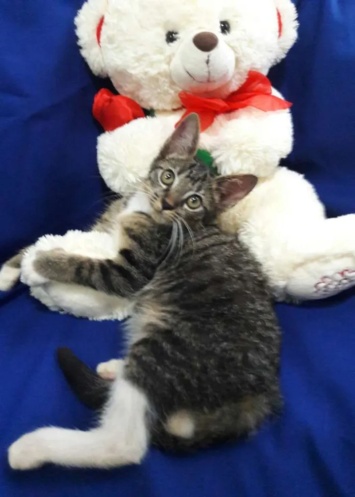 Gato ra a SEM RAÇA DEFINIDA.  idade 2 a 6 meses nome SEM NOME.