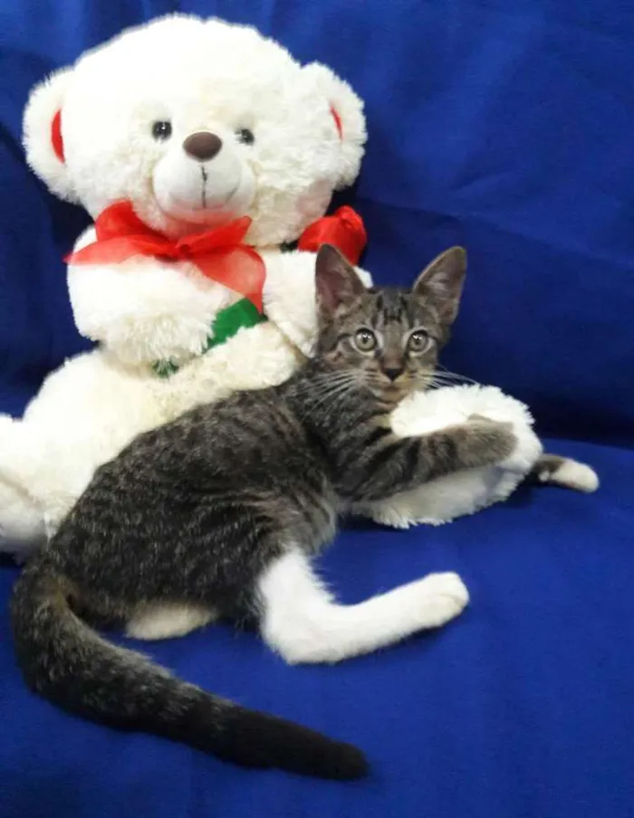 Gato ra a SEM RAÇA DEFINIDA.  idade 2 a 6 meses nome SEM NOME.