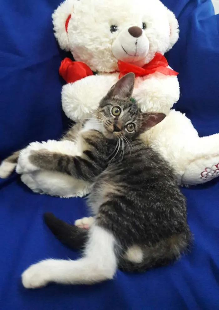 Gato ra a SEM RAÇA DEFINIDA.  idade 2 a 6 meses nome SEM NOME.