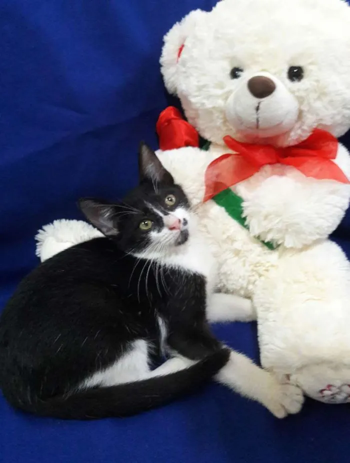Gato ra a SEM RAÇA DEFINIDA.  idade 2 a 6 meses nome SEM NOME.