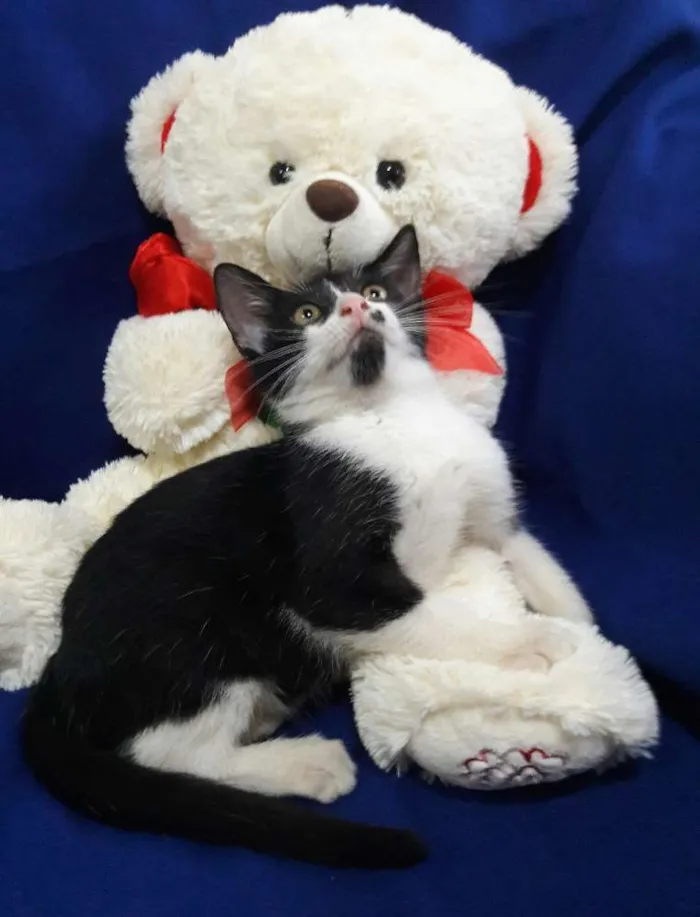 Gato ra a SEM RAÇA DEFINIDA.  idade 2 a 6 meses nome SEM NOME.