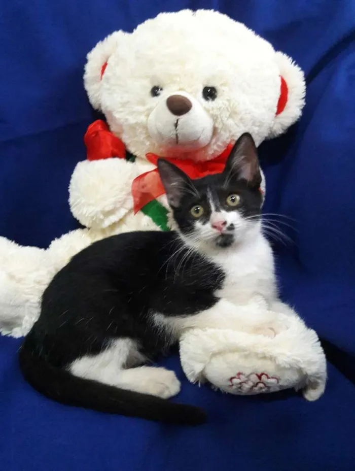 Gato ra a SEM RAÇA DEFINIDA.  idade 2 a 6 meses nome SEM NOME.