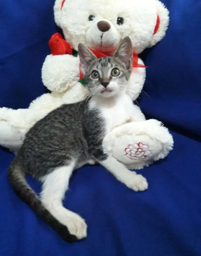 Gato ra a SEM RAÇA DEFINIDA.  idade 2 a 6 meses nome SEM NOME.