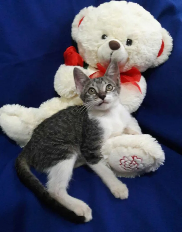 Gato ra a SEM RAÇA DEFINIDA.  idade 2 a 6 meses nome SEM NOME.
