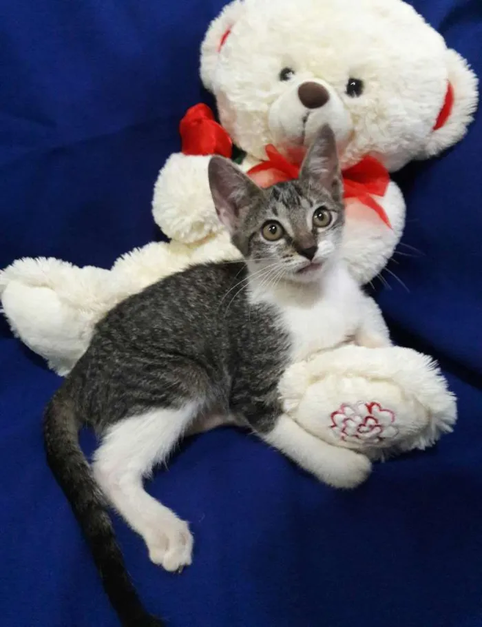 Gato ra a SEM RAÇA DEFINIDA.  idade 2 a 6 meses nome SEM NOME.