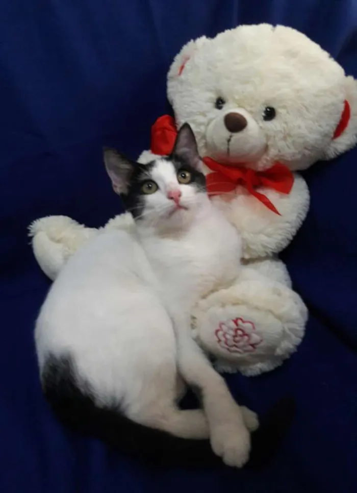 Gato ra a SEM RAÇA DEFINIDA.  idade 2 a 6 meses nome SEM NOME.