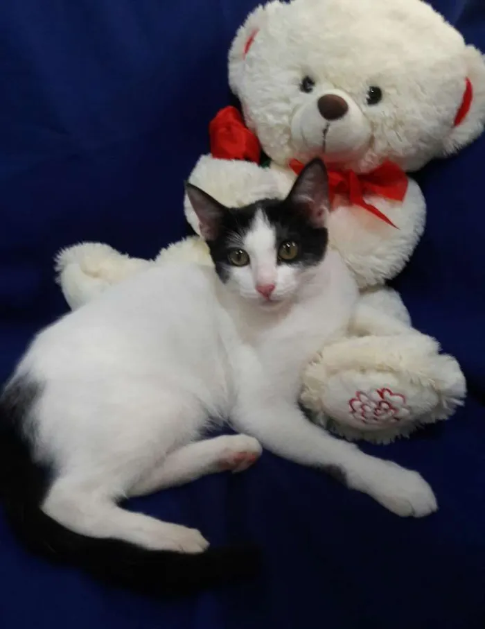 Gato ra a SEM RAÇA DEFINIDA.  idade 2 a 6 meses nome SEM NOME.